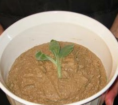 liver pate xy07